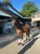 Annuncio cavallo