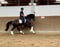 Annuncio cavallo