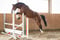 Annonce cheval