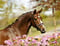 Annuncio cavallo