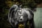 Horse ad