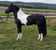 Annuncio cavallo