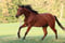 Paardadvertentie
