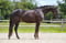 Annonce cheval