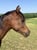 Annuncio cavallo