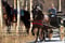 Horse ad