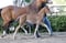 Annuncio cavallo