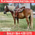 Horse ad