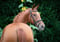 Annuncio cavallo
