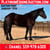 Horse ad