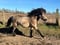 Annuncio cavallo