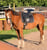 Horse ad