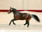 Horse ad