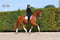 Annuncio cavallo