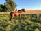 Horse ad
