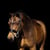 Horse ad