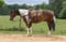 Horse ad