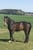Horse ad