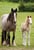 Annuncio cavallo