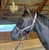 Annuncio cavallo