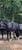 Annonce cheval