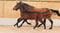 Annuncio cavallo