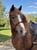 Horse ad