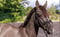 Horse ad