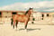 Horse ad