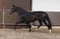 Horse ad