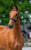 Horse ad