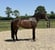Horse ad