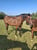 Annonce cheval