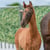 Horse ad