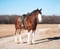 Horse ad