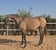 Pferdeinserat