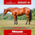 Annonce cheval