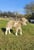 Annuncio cavallo