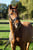 Horse ad