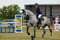 Annuncio cavallo