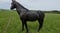 Horse ad