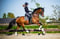 Horse ad