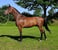Annuncio cavallo