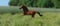 Annonce cheval