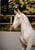 Horse ad