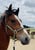 Horse ad