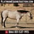 Horse ad
