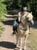 Annonce cheval