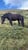 Horse ad