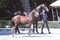 Horse ad